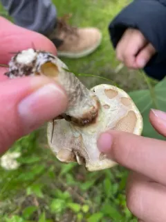 Sticky Bolete thumbnail 4