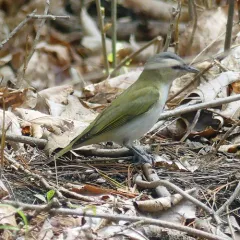 Red-eyed Vireo thumbnail 2