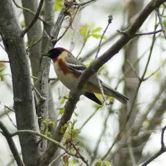 Bay-breasted Warbler thumbnail 4