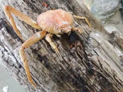 Tanner crab thumbnail 2