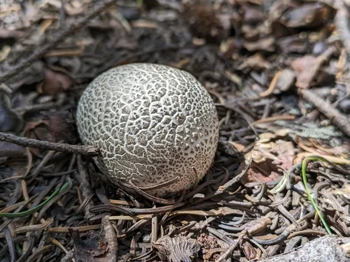 Small-warted Mountain Puffball