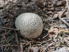 Small-warted Mountain Puffball thumbnail 1