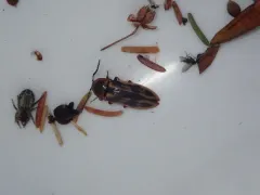 Beckerus appressus thumbnail 2