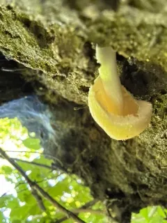 Pluteus mammillatus thumbnail 1