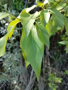 Narrowleaf Cottonwood thumbnail 4