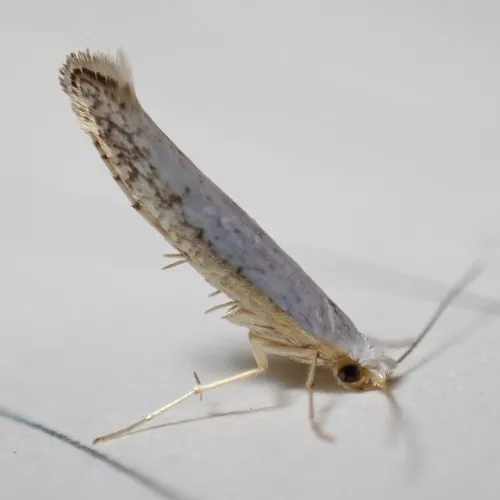 Speckled Argyresthia Moth