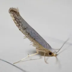 Speckled Argyresthia Moth thumbnail 1