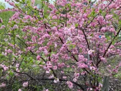 flowering plum thumbnail 2