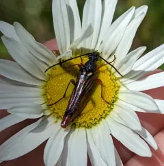 Neobellamira delicata thumbnail 3