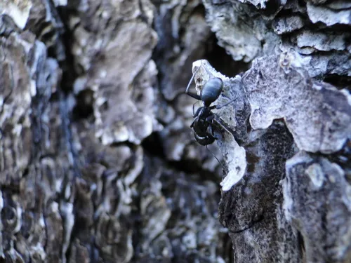 Hairless Smooth Carpenter Ant