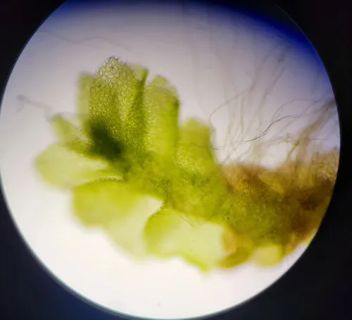Two-lobed Flapwort