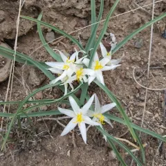 common starlily thumbnail 2