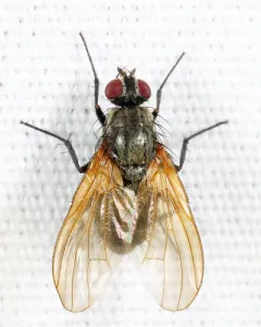 Chirosia spinosissima thumbnail 3