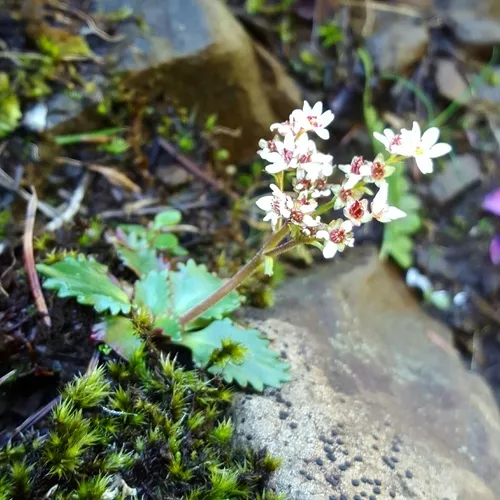 Rustyhair Saxifrage