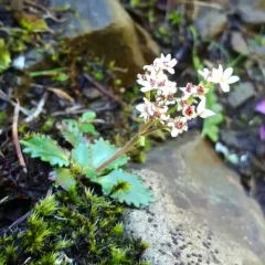 Rustyhair Saxifrage thumbnail 1