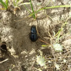 Blue-bordered Pedunculate Ground Beetle thumbnail 3