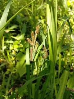 Short's sedge thumbnail 3