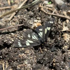 Wild Forget-me-not Moth thumbnail 4