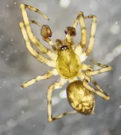Cryphoeca exlineae thumbnail 2