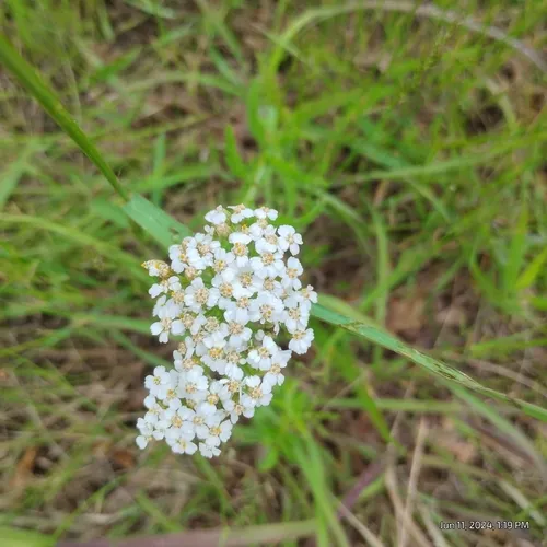 eastern yarrow