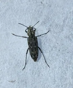 Grizzled Zebra Borer thumbnail 4