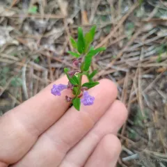 small skullcap thumbnail 1
