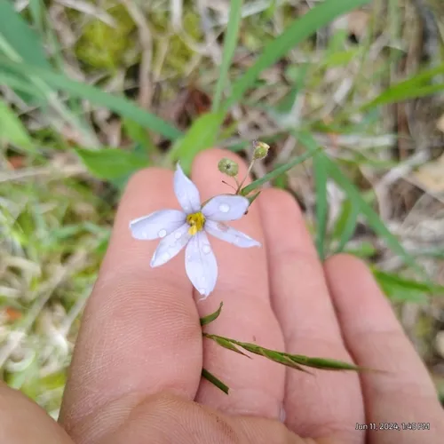 prairie blue-eyed grass