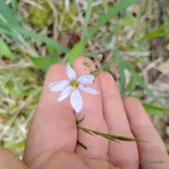 prairie blue-eyed grass thumbnail 1