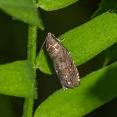 Hickory Shuckworm Moth thumbnail 3