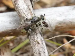 Laphria cinerea thumbnail 4
