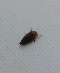 Pachypsylla celtidisgemma thumbnail 1