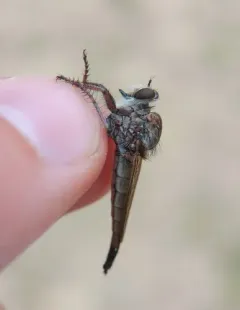 Proctacanthus brevipennis thumbnail 2