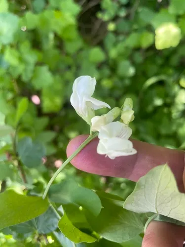 aspen vetchling