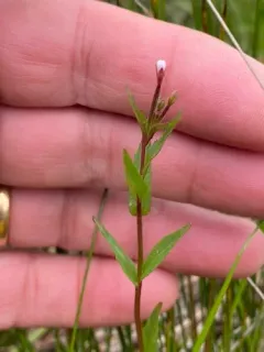 Hall's willowherb thumbnail 1