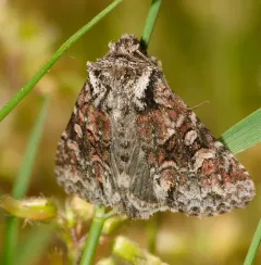Cuneate Arches Moth thumbnail 4