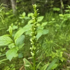 green bog orchid thumbnail 2