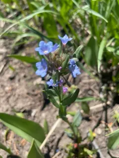 Shortstyle Bluebells thumbnail 1