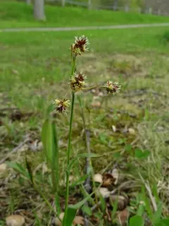 Field woodrush thumbnail 4
