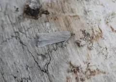 Hystrichophora stygiana thumbnail 2