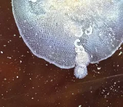 Pacific Corambe thumbnail 4