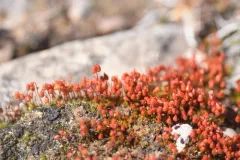 Wright's Bryum thumbnail 4