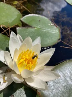 water-lily sweat bee thumbnail 2