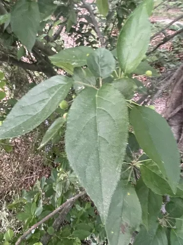 Hupeh Crabapple