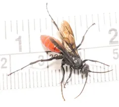 Priocnemis oregona thumbnail 4