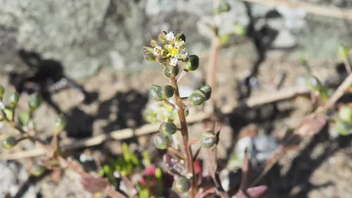 Scurvy grass