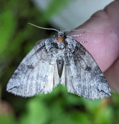 Euthyatira semicircularis