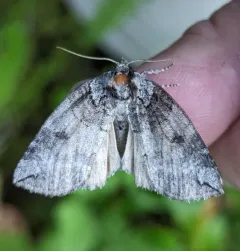 Euthyatira semicircularis thumbnail 1