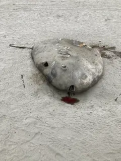 Hoodwinker Mola thumbnail 3
