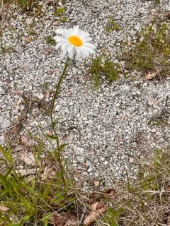 Oxeye daisy thumbnail 3
