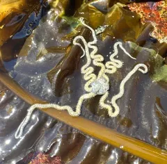 Long-armed Brittle Star thumbnail 4